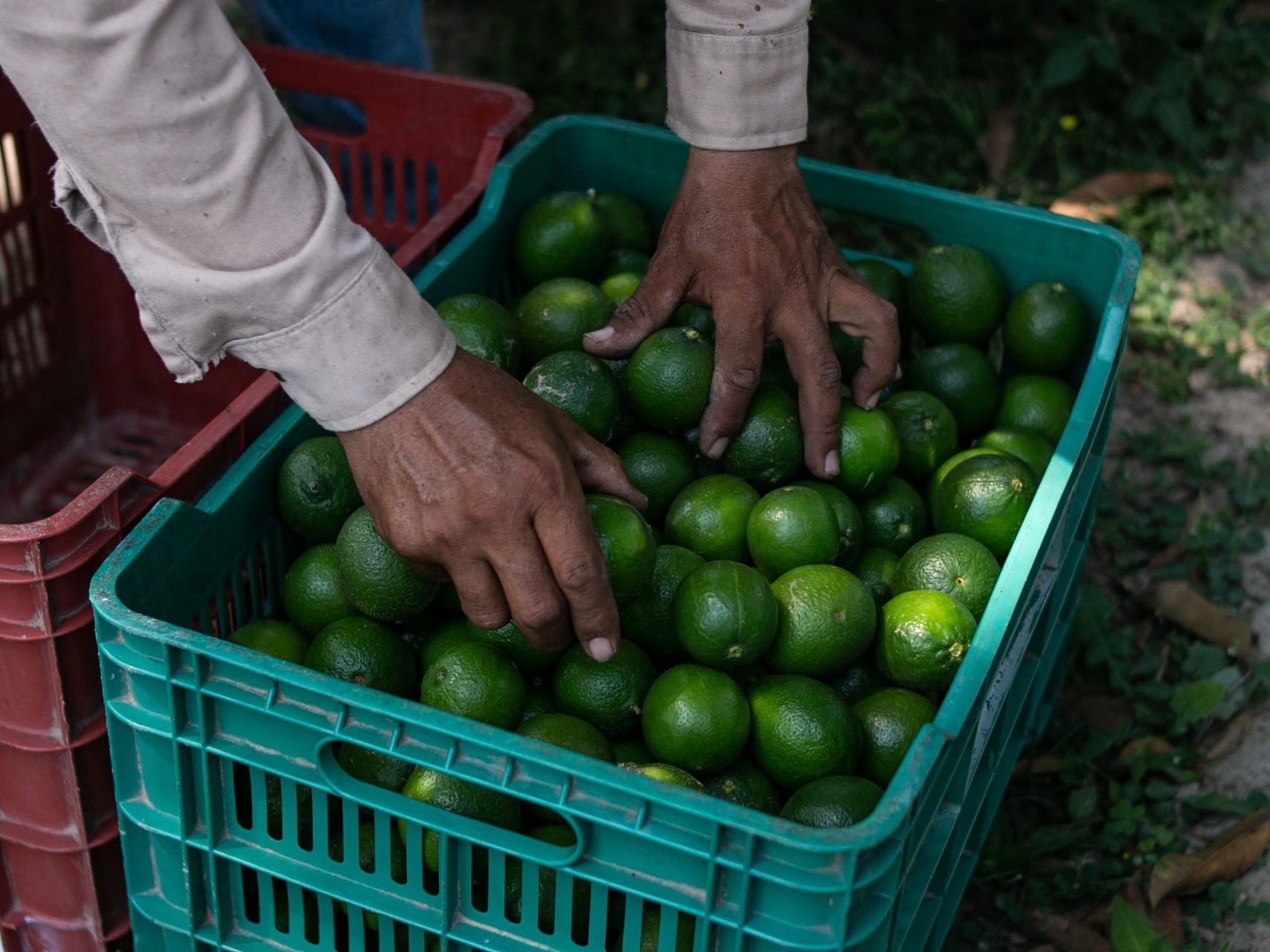 Jusqu'à 7× moins de fruits frais